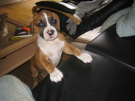 Amerikansk staffordshire terrier Gonzo billede 8