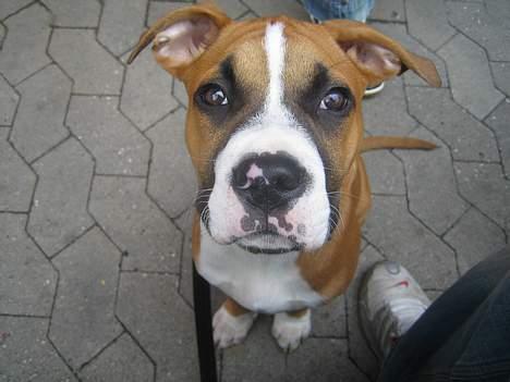 Amerikansk staffordshire terrier Gonzo billede 9