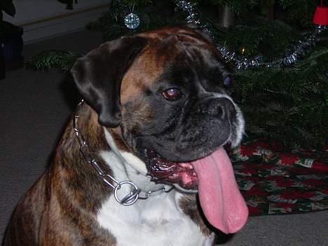 Boxer Vega billede 19