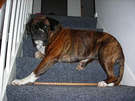 Boxer Vega billede 20