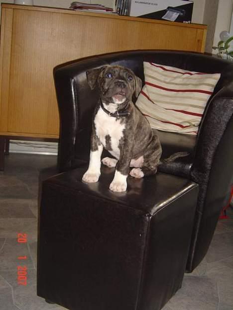 Amerikansk staffordshire terrier LaTiffa billede 1