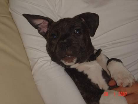 Amerikansk staffordshire terrier LaTiffa billede 2
