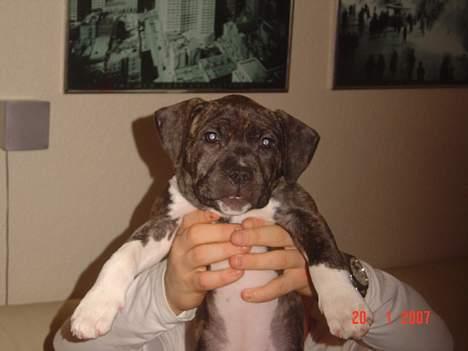 Amerikansk staffordshire terrier LaTiffa billede 3