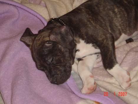Amerikansk staffordshire terrier LaTiffa billede 4
