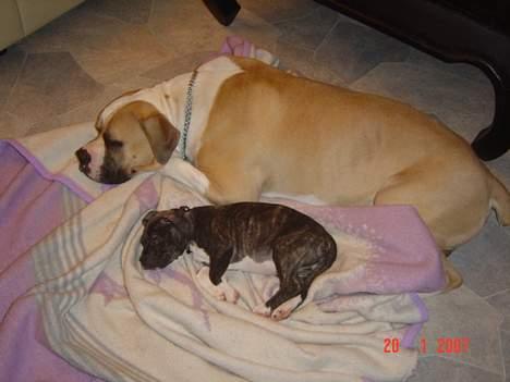 Amerikansk staffordshire terrier LaTiffa - Noget af en forskel der er på min mors 52 kilo tunge bulldog og så min lille hund billede 5