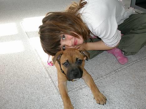 Staffordshire bull terrier Diamond. (Sniff) - Sniff og Maiken billede 1