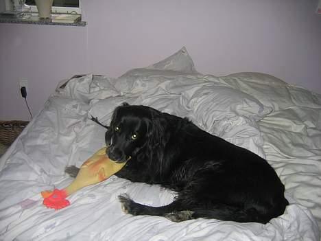 Blanding af racer sisse - hov må jeg være her???? billede 12