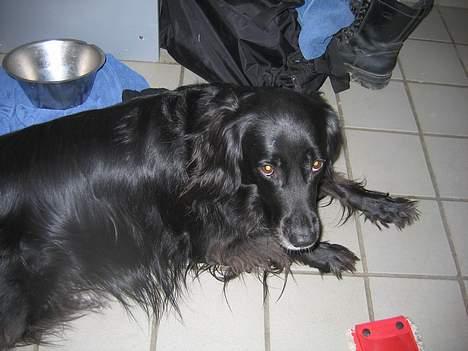 Blanding af racer sisse - har lige været ude og gå en lang tur.... billede 13