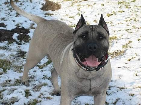 Dogo canario Fiona billede 1