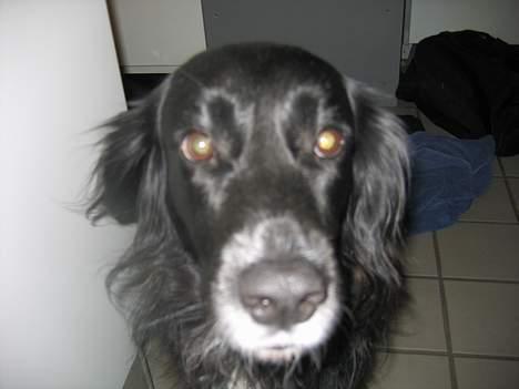 Blanding af racer sisse - her er jeg så.... billede 14