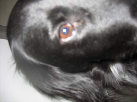 Blanding af racer sisse billede 15