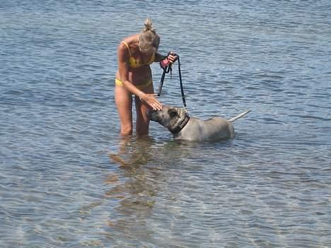 Dogo canario Fiona billede 2