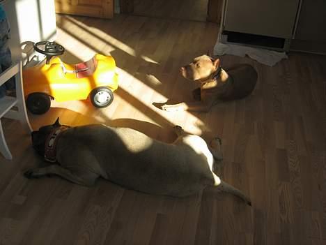 Dogo canario Fiona billede 3