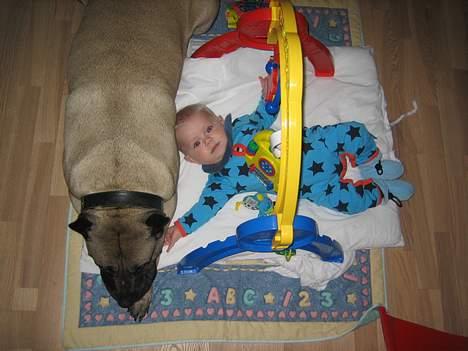 Dogo canario Fiona billede 4