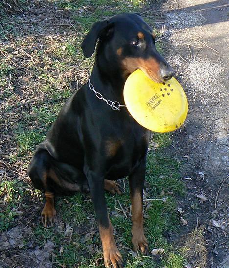 Dobermann Zeus - Her er jeg så... helt tæt på billede 1