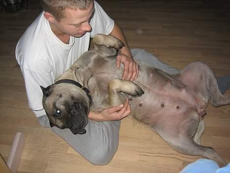 Dogo canario Fiona billede 5