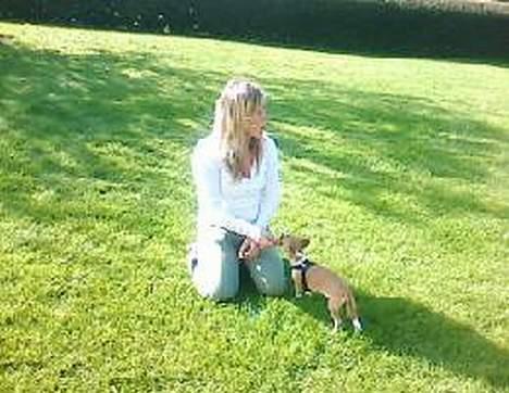 Chihuahua ;- Ricky-; billede 4