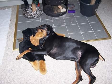 Dobermann Zeus - Jeg elsker min dejlige tøjhund billede 2