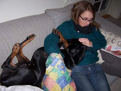 Dobermann Zeus - Sover igen... hos min mor billede 3
