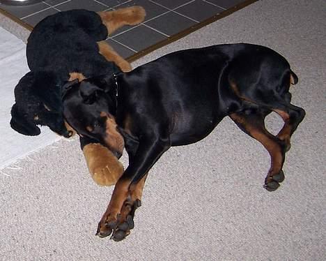 Dobermann Zeus - jeg synes at der bliver taget billeder af mig hver gang jeg sover billede 4