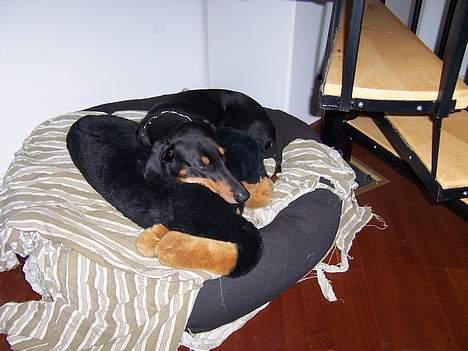 Dobermann Zeus billede 5