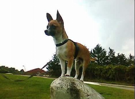 Chihuahua ;- Ricky-; billede 5