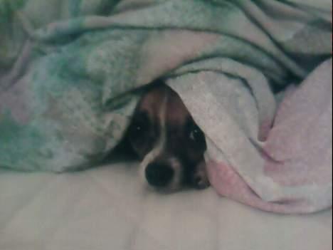 Chihuahua ;- Ricky-; billede 6