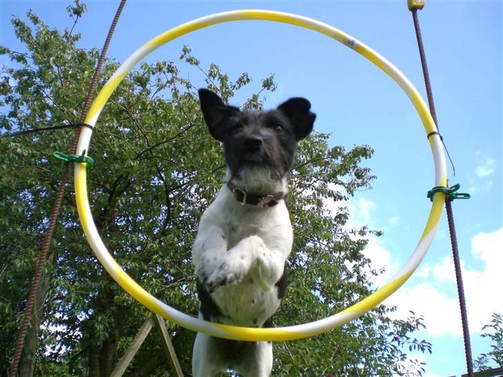 Jack russell terrier Bell - bell hopper igemmen ringen billede 6