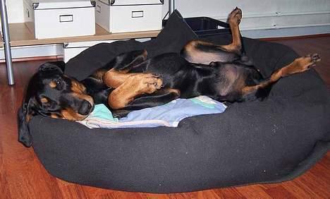 Dobermann Zeus billede 6