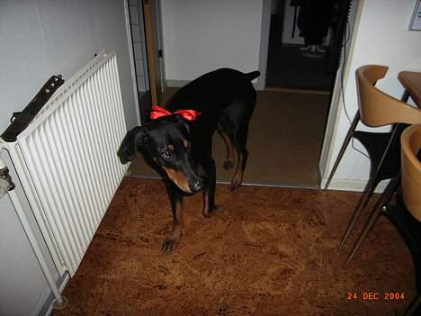 Dobermann Zeus - Øh der er nogen der synes det var sjovt at jeg skulle have en rød sløjfe om halsen billede 7