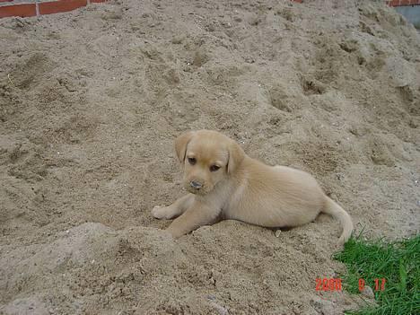 Labrador retriever gaia (formel 1) billede 1