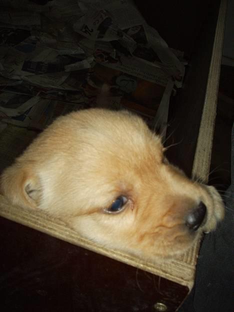 Labrador retriever gaia (formel 1) - her kommer jeg billede 2