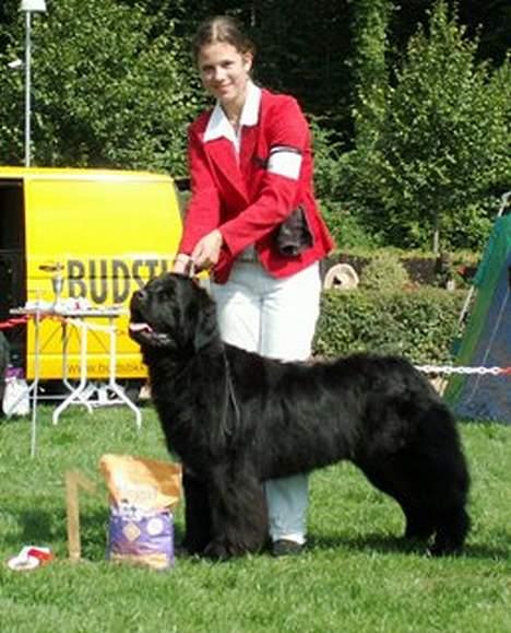 Newfoundlænder black houdini" lady pearl billede 1