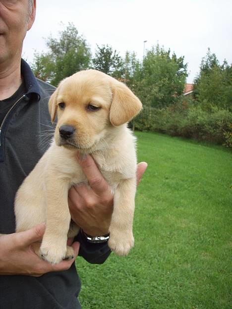 Labrador retriever gaia (formel 1) - er jeg ikke bare sød billede 3