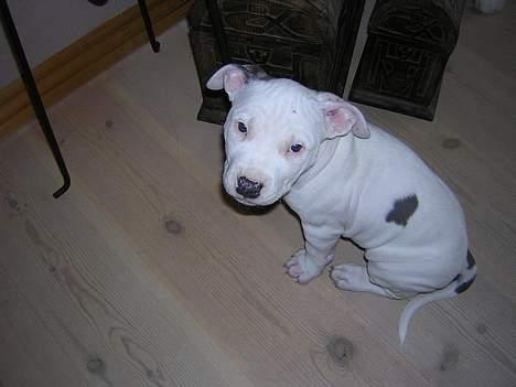 Amerikansk staffordshire terrier Diva billede 1