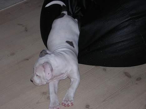 Amerikansk staffordshire terrier Diva billede 2