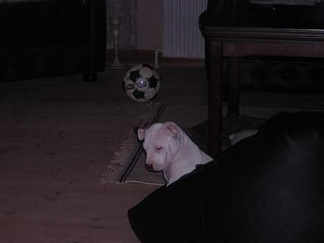 Amerikansk staffordshire terrier Diva billede 3