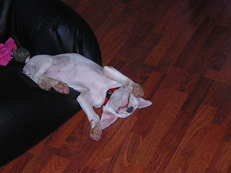 Amerikansk staffordshire terrier Diva billede 4