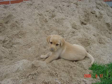 Labrador retriever gaia (formel 1) - her er jeg billede 4