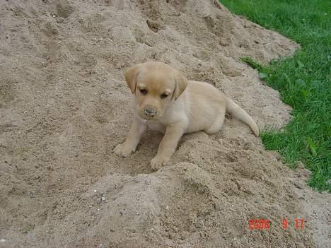 Labrador retriever gaia (formel 1) - sand er sjovt billede 5