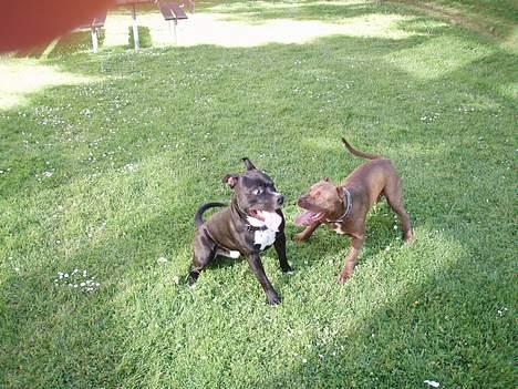 Amerikansk staffordshire terrier ..OZZY.. billede 16