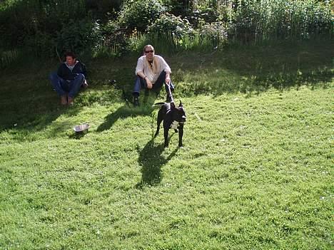 Amerikansk staffordshire terrier ..OZZY.. - .,det er vores,,far,, der holder mig i snor,øv. billede 17