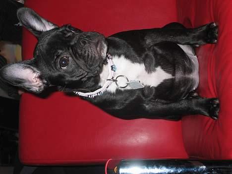 Fransk bulldog liva - er jeg bare lækker eller hvad? billede 5