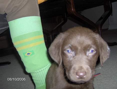 Labrador retriever Funny - Funny :) billede 1