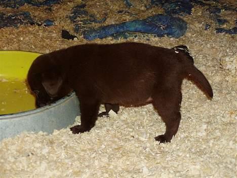 Labrador retriever Funny - Min lille tykke hund :) billede 2