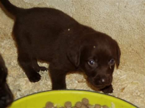 Labrador retriever Funny - Igen :) billede 3