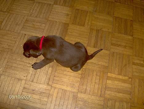 Labrador retriever Funny - Set oppe fra :) billede 4