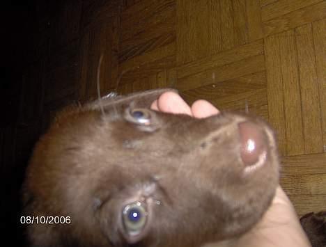 Labrador retriever Funny - Hendes dejlige hovede :) billede 5