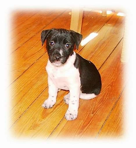 Jack russell terrier Bell - samme dag er hun ikke kær den lille hvalp. billede 7