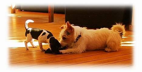 Jack russell terrier Bell -  her er så der jason og bell leger sammen han er så sød og ligge sig ned. billede 8